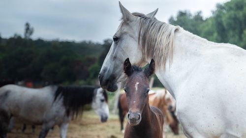 Horse, mare and foal standing in ranch