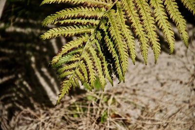 Close-up of fern leaves