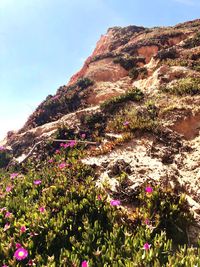 Scenic view of flowering plants against sky