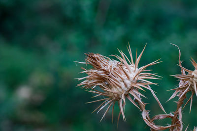 Close-up of dried plant