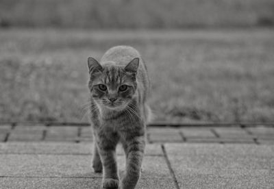 Portrait of cat standing on footpath