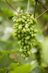 Close-up of grapes growing on plant