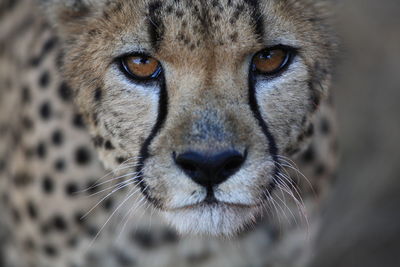 Close-up portrait of an animal