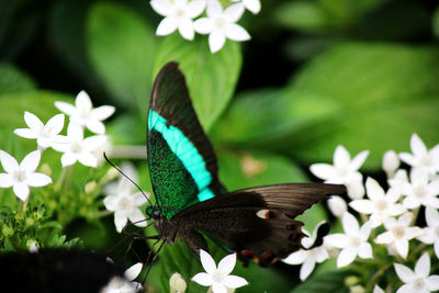 Close-up of butterfly pollinating on flower