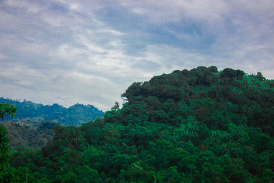 Trees in forest against sky