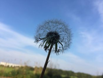 Close-up of dandelion flower