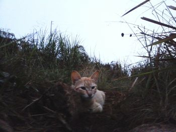 Portrait of cat