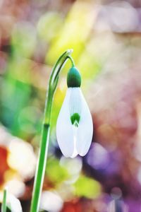 Close-up of white flowering plant