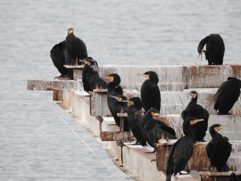 View of birds perching on wood