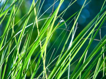 Full frame shot of grass leaves