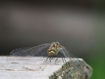 Close-up of housefly