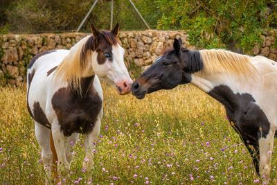 Horses in a field