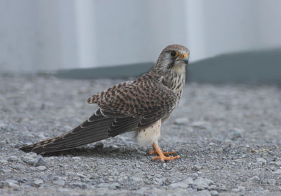 Close-up of a bird perching on a field