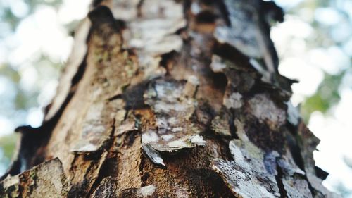 Close-up of tree trunk