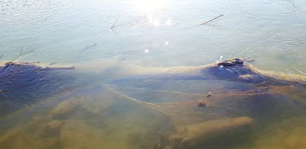 High angle view of turtle in lake