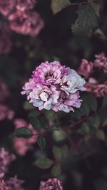 Close-up of pink flowers blooming outdoors