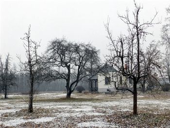 Bare trees on landscape