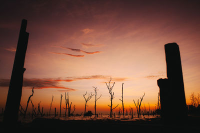 Dead plants in lake against sky during sunset