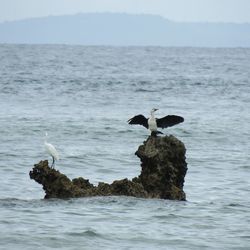 Bird in lake