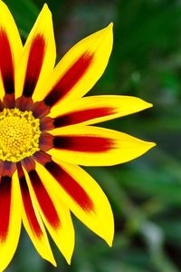 Close-up of yellow flower