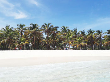 Palm trees on beach against sky
