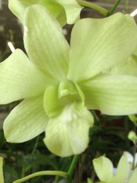 Close-up of white flowers