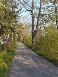 Road amidst trees in forest