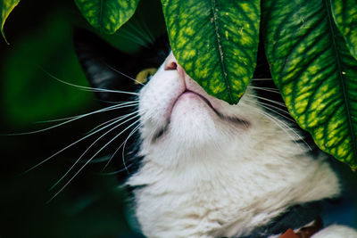 Close-up of cat