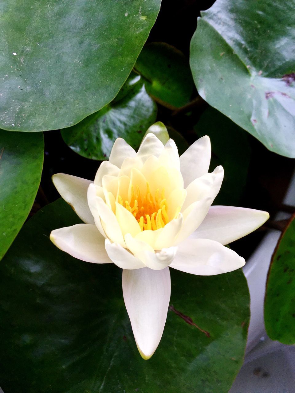 flower, petal, beauty in nature, freshness, growth, fragility, nature, flower head, leaf, plant, water lily, blooming, close-up, no people, lotus water lily, outdoors, day, lotus, lily pad, frangipani, water