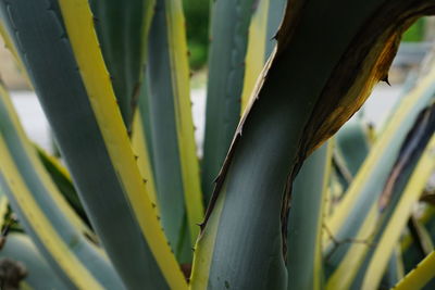 Close-up of cactus