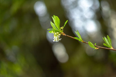 Close-up of flowering plant