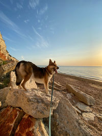 Dog standing on rock by sea against sky