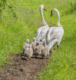 Mute swan family walking along the track in marshlands