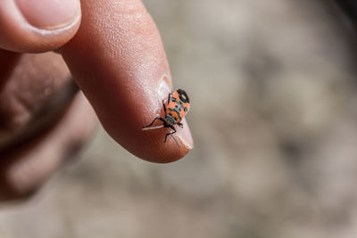 Close-up of ladybug on finger