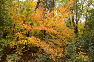 Trees and plants in forest during autumn