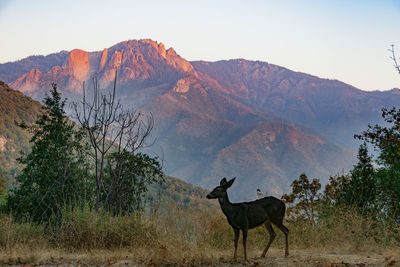 Horse standing on a mountain