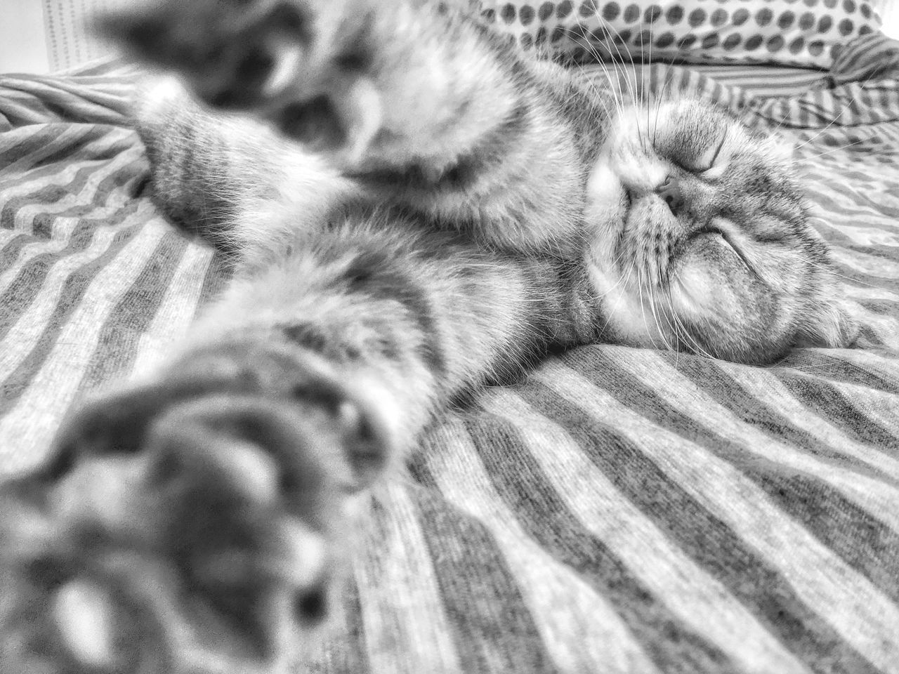 animal themes, one animal, indoors, mammal, pets, domestic animals, sleeping, resting, relaxation, close-up, domestic cat, feline, lying down, bed, cat, whisker, eyes closed, animal head, no people, comfortable