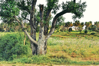 plant
