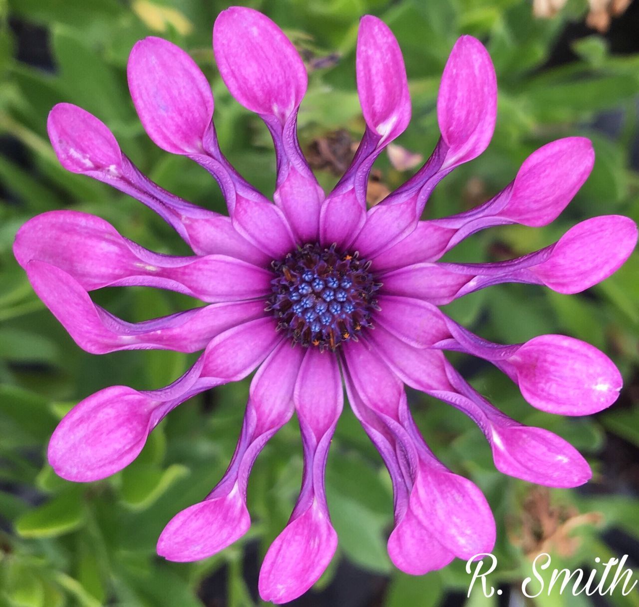 CLOSE-UP OF PURPLE FLOWERS BLOOMING