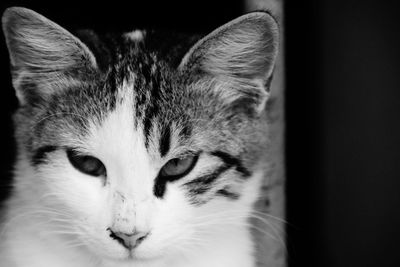 Close-up portrait of cat