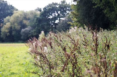 Close-up of flowering plants on land