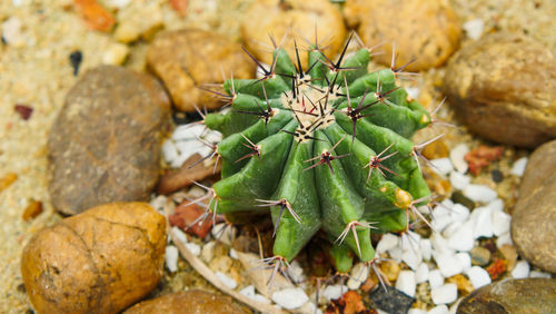 Close-up of cactus growing on rock