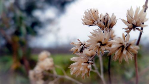 Close-up of wilted flowers