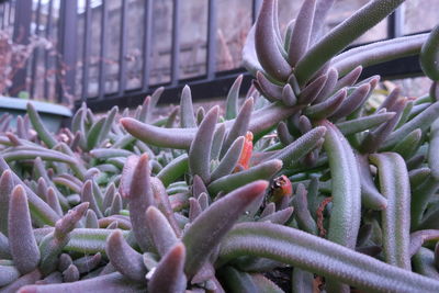 Close-up of succulent plant