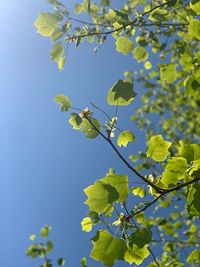 Low angle view of flowering plant against sky