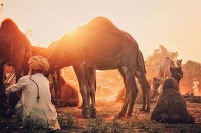 Panoramic view of elephant against sky during sunset