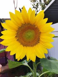Close-up of fresh sunflower blooming outdoors