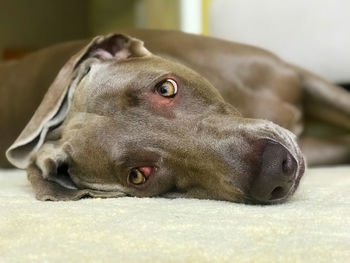 Close-up portrait of a dog resting at home