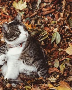 Cat lying on dry leaves on field