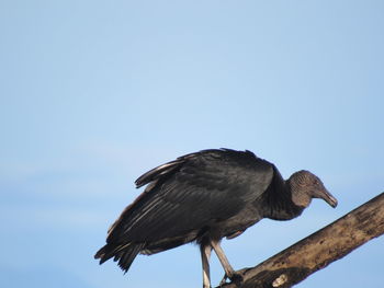 Low angle view of bird perching against sky